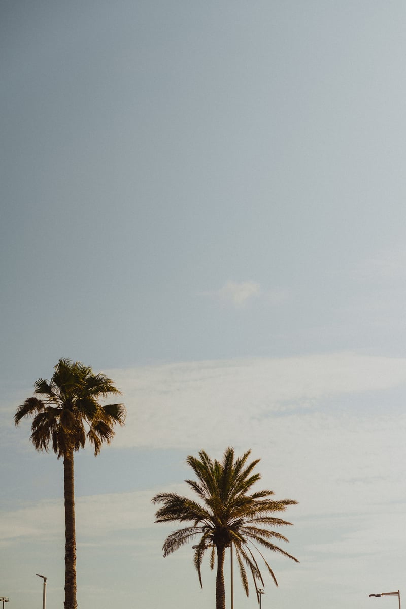 Palm Trees on Clear Sky